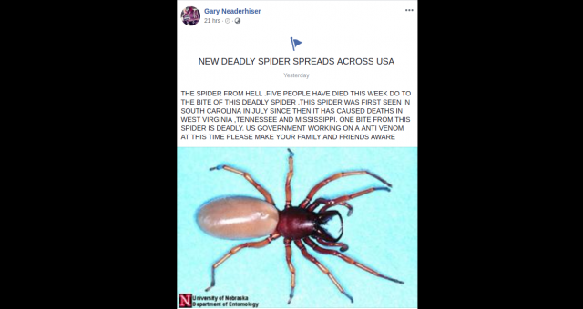 New Deadly Spider in the USA