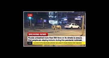 FACT CHECK: Did Russia Release Lions On Street During the Coronavirus Outbreak?