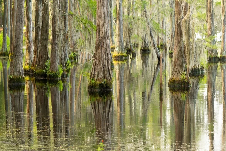 Meet New Castmate Tes Lee from “Swamp People – Serpent Invasion”